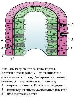 Актуальный бот блэк спрут