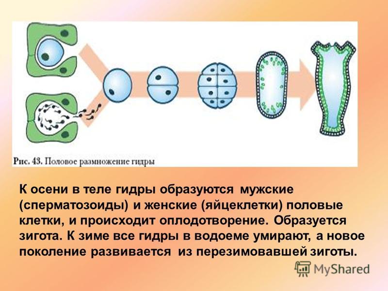 Блэк спрут ссылка bs2connect co